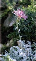 Centaurea tenoreana